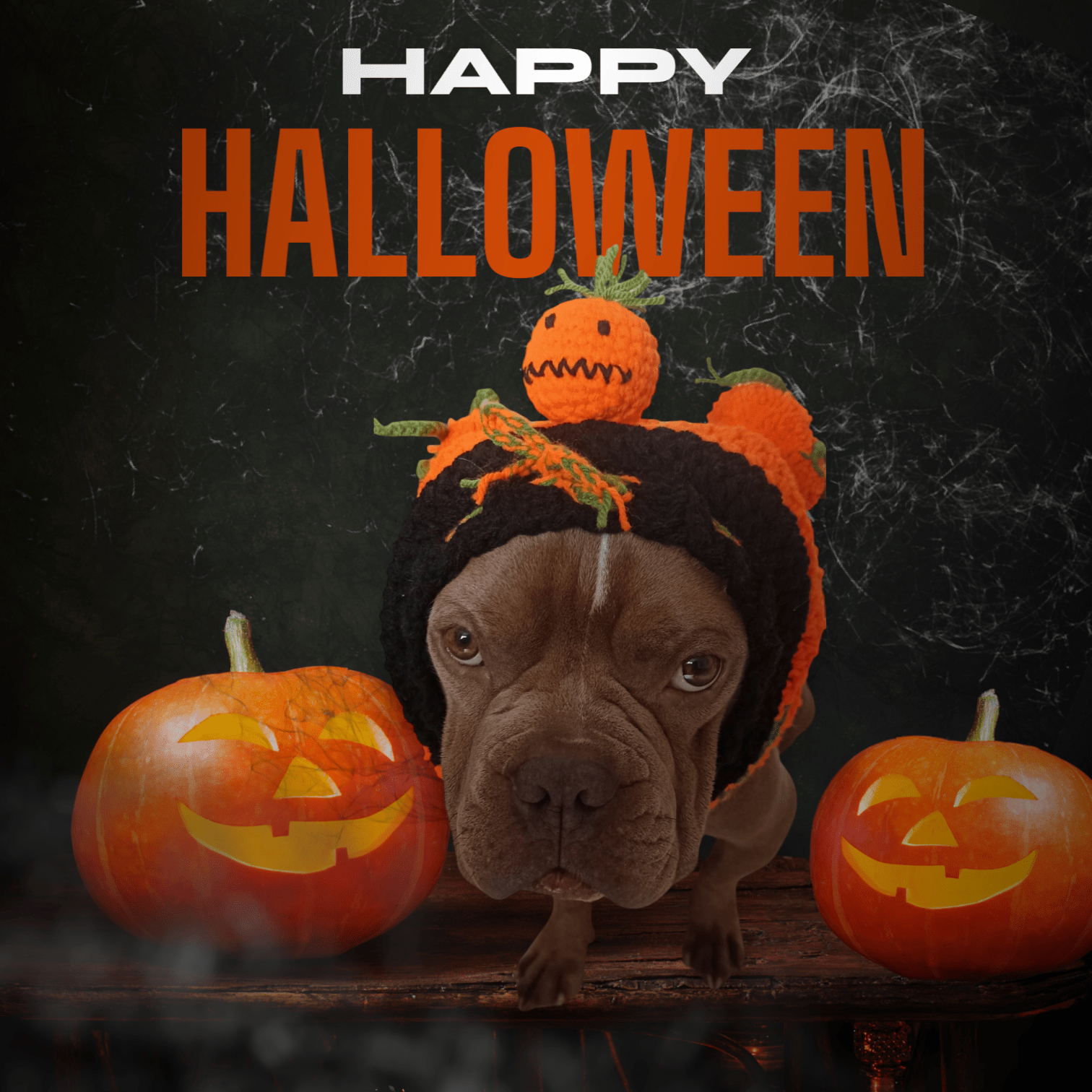 Snood décorative pour chien spécial halloween