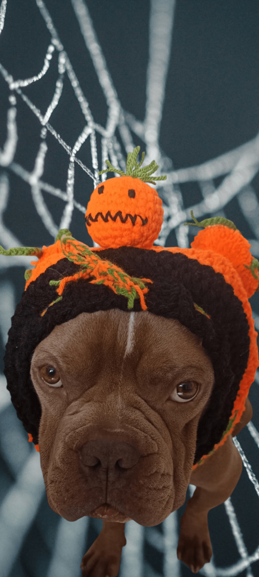 Snood décorative pour chien spécial halloween