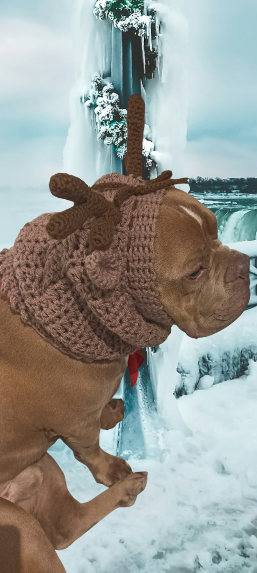 Snood Décoratif pour votre compagnon