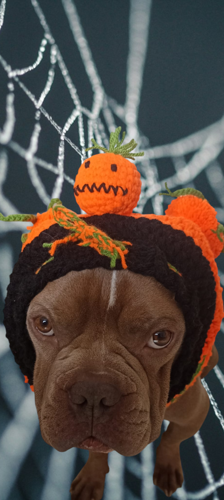 Snood Décoratif pour votre compagnon