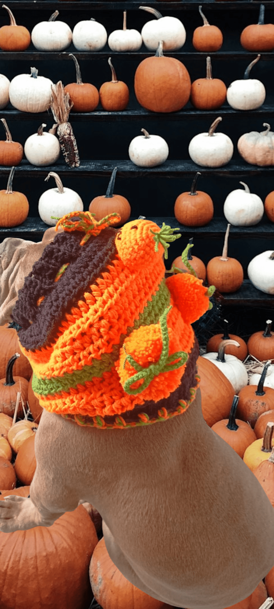 Snood décorative pour chien spécial halloween