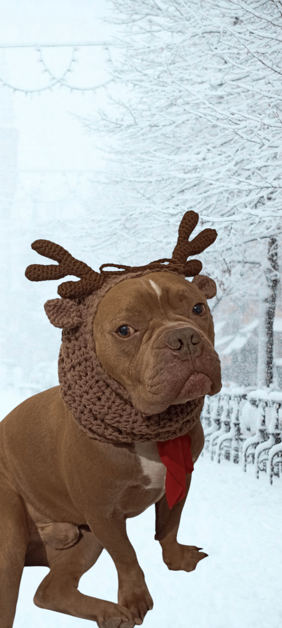 Snood décorative pour chien spécial halloween