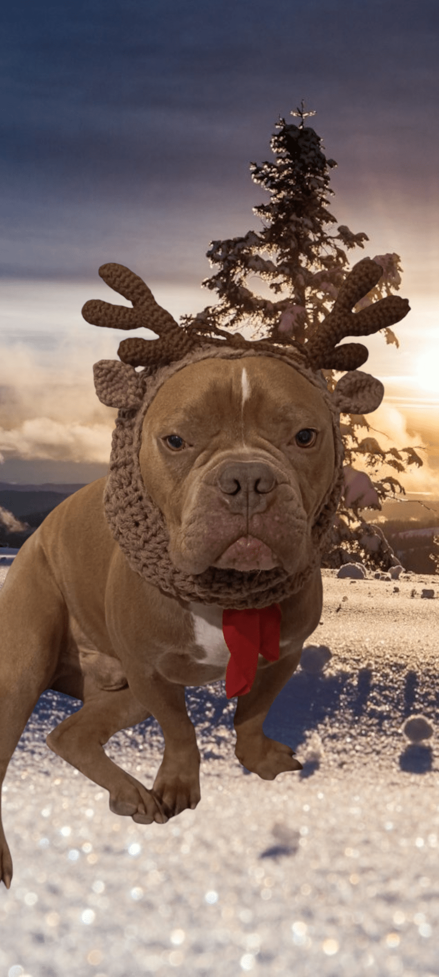 Snood décorative pour chien spécial halloween